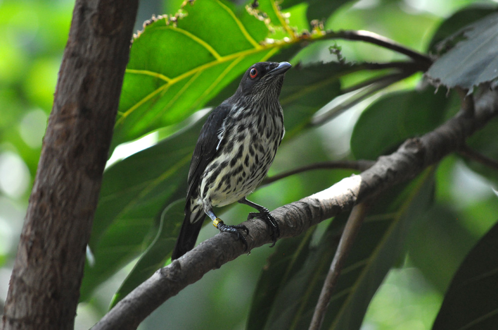 http://www.erinkoski.com/images/1000_a_bird003.jpg