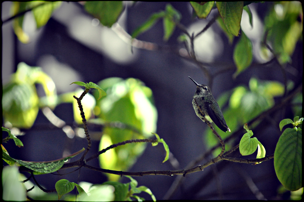 http://www.erinkoski.com/images/1000_b_bird001_a.jpg