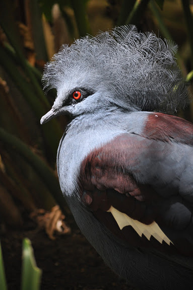 http://www.erinkoski.com/images/Blue_Crowned001.jpg