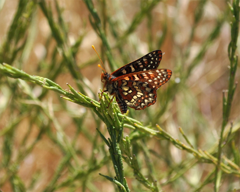 http://www.erinkoski.com/images/Butterfly001.jpg