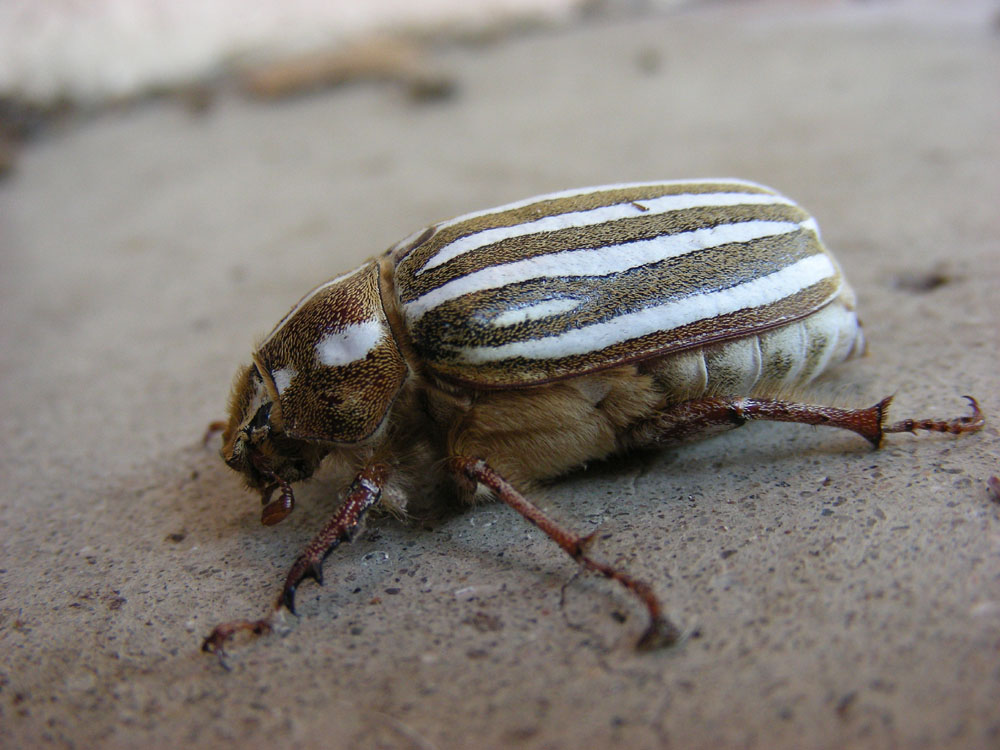 http://www.erinkoski.com/images/CA93023-beetle08-15-09c.jpg