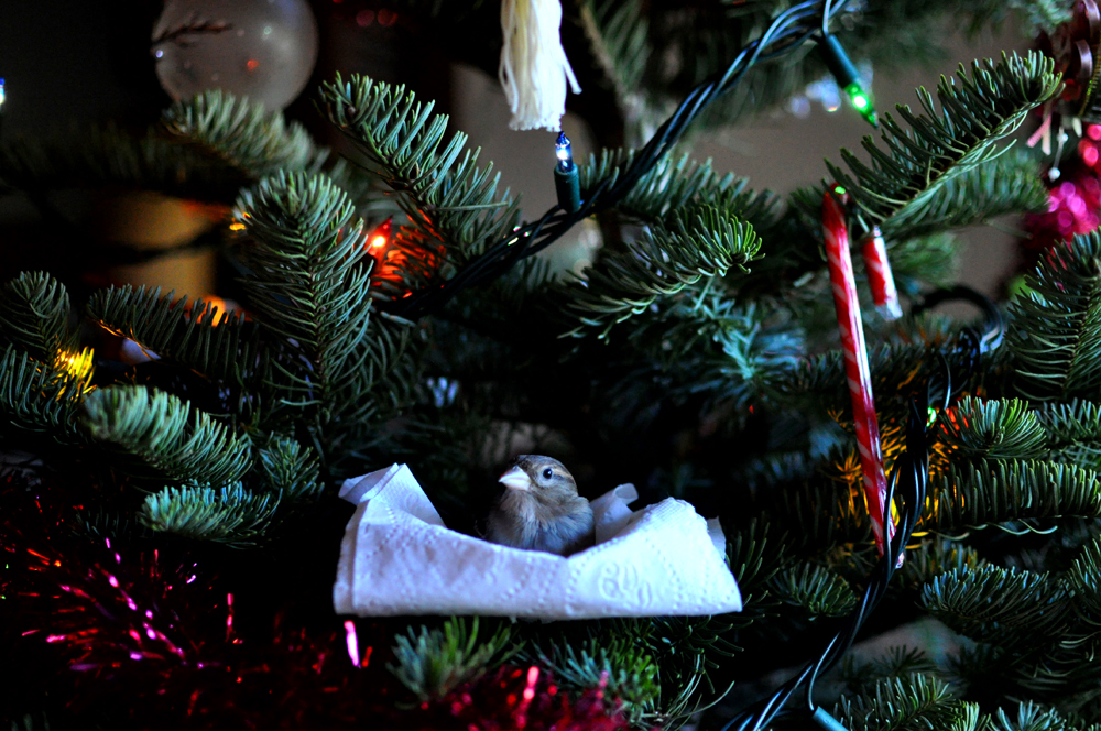 http://www.erinkoski.com/images/DSC_8687_retouch_1000b.jpg