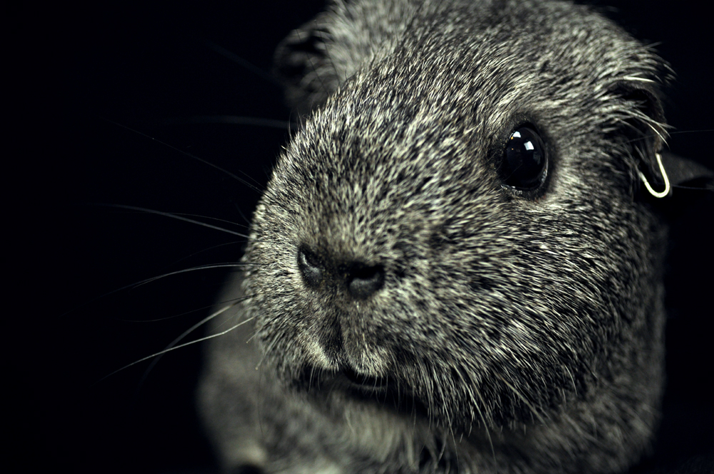 http://www.erinkoski.com/images/DSC_8768_retouch_1000b.jpg