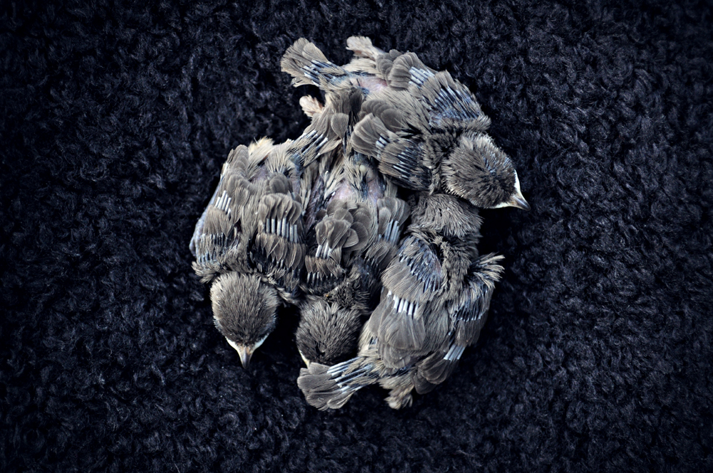 http://www.erinkoski.com/images/DSC_9324_retouch_1000a.jpg