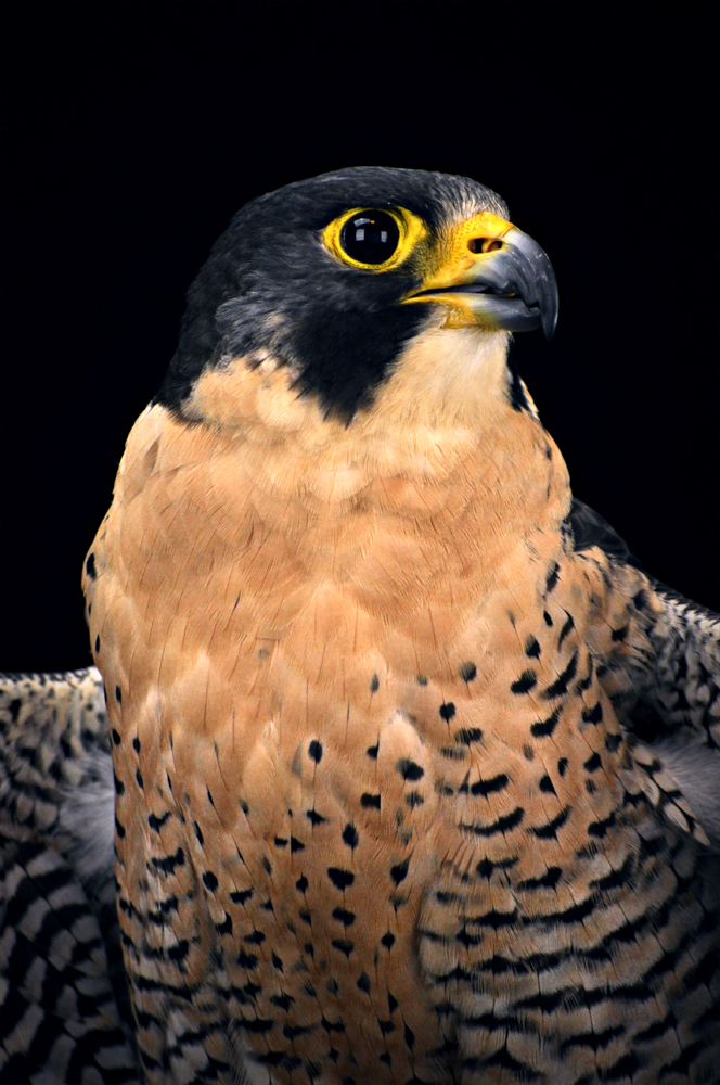 http://www.erinkoski.com/images/DSC_9976_retouch_1000a.jpg