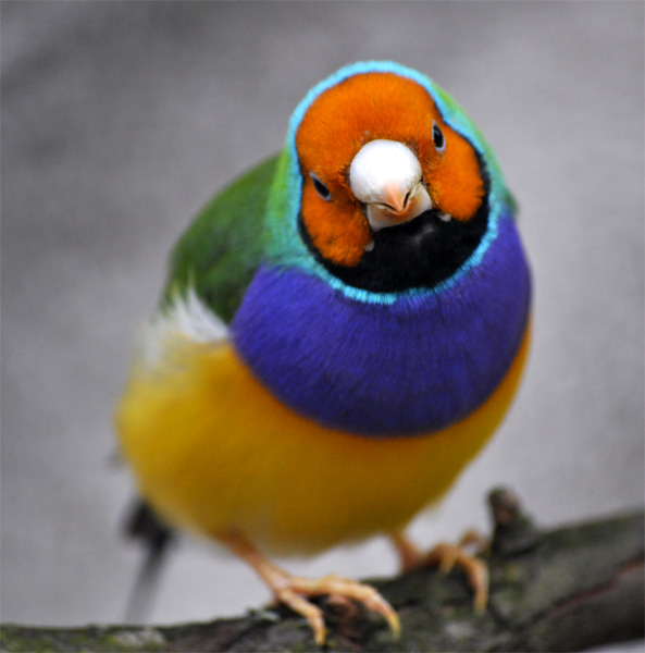 http://www.erinkoski.com/images/Gouldian004.jpg
