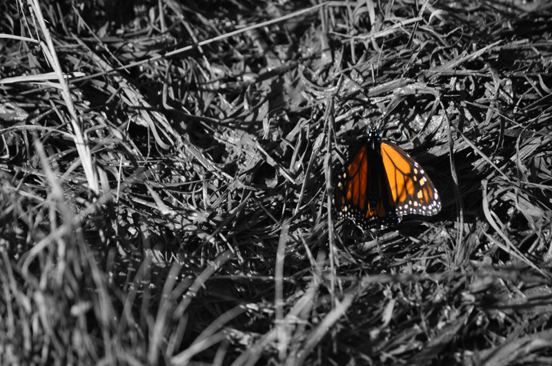 http://www.erinkoski.com/images/Monarch008.jpg