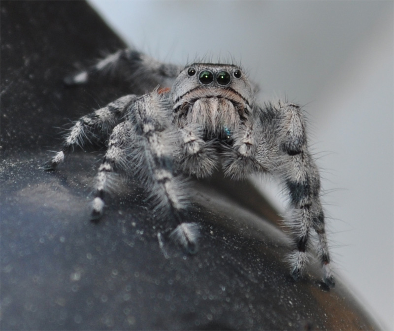 http://www.erinkoski.com/images/Spider002.jpg