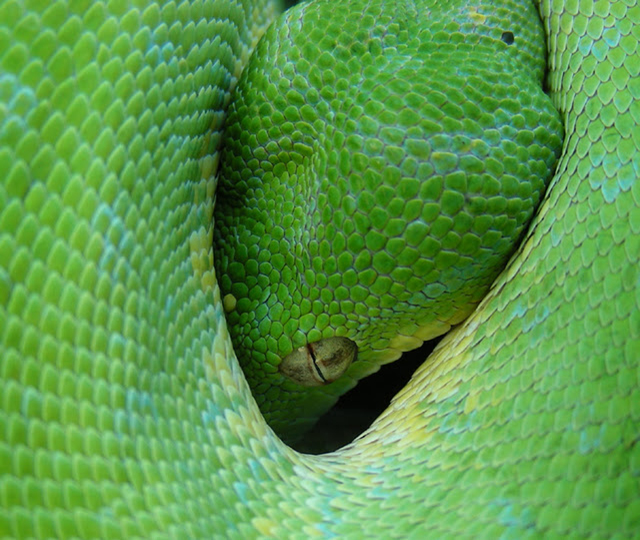 http://www.erinkoski.com/images/Tree_Python001.jpg