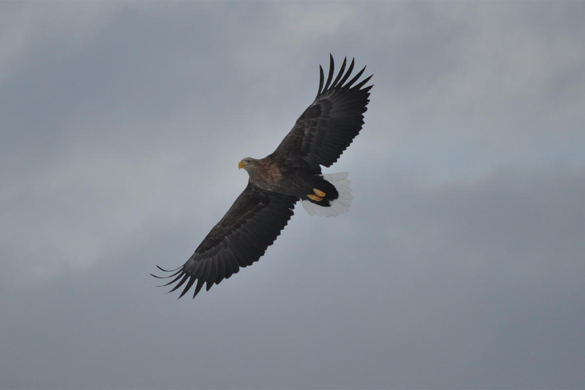 http://www.erinkoski.com/images/eagle03.jpg